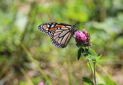 Close-up photography in the daytime, the monarch butterfly perches on the purple flowers
